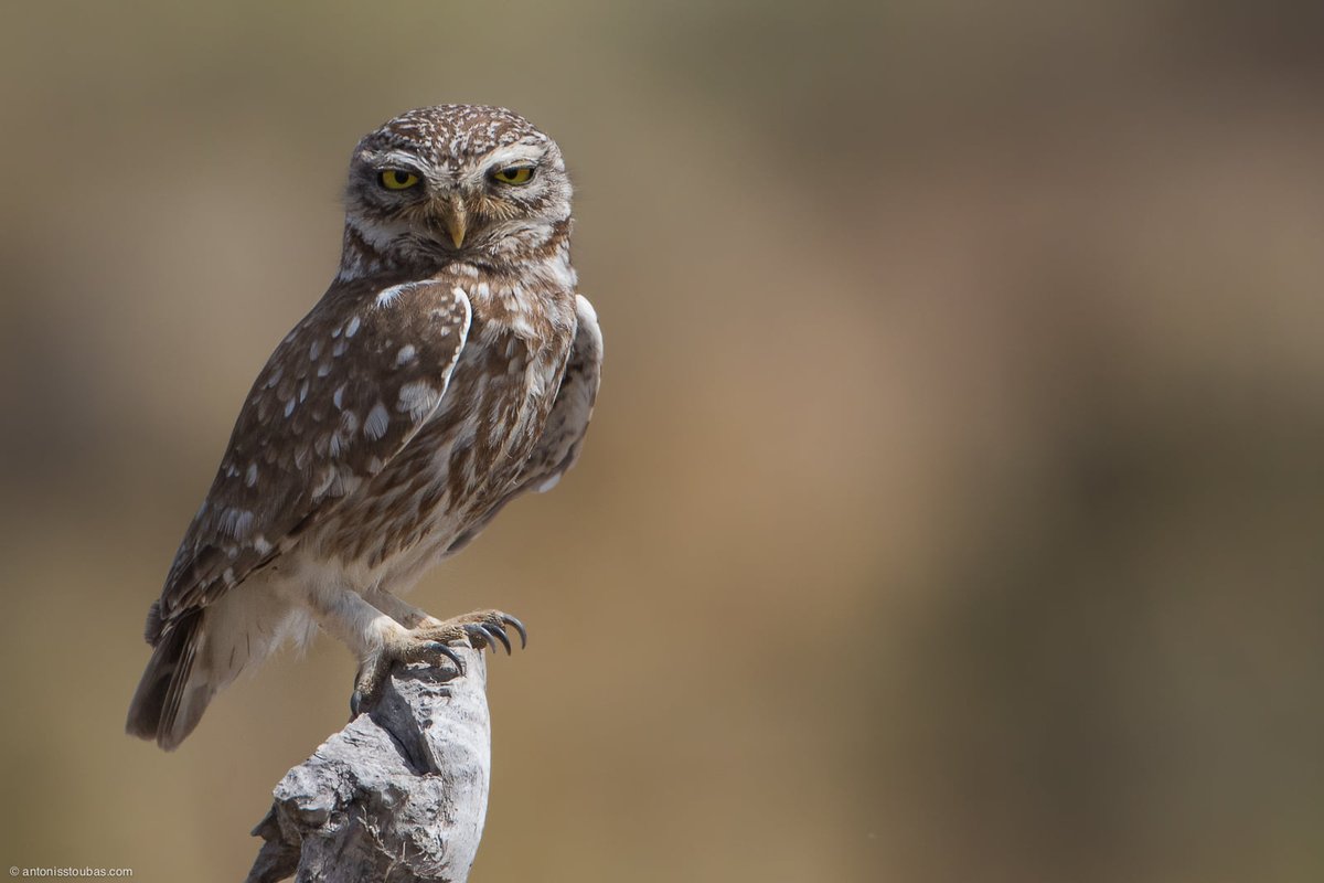 ornithologiki's tweet image. ‼️  Το @YpenGr πετάει... καλούμπα, θέτοντας σε διαβούλευση 4 (!) ημερών το 143 άρθρων σχέδιο νόμου για τις #ΑΠΕ και το #Χωροταξικό!
📢 11 Οργανώσεις &amp;amp; φορείς ζητάμε από τον  @KostasSkrekas να παρέχει επαρκή χρόνο για τον απαραίτητο διάλογο με την κοινωνία: bit.ly/41ghXy6