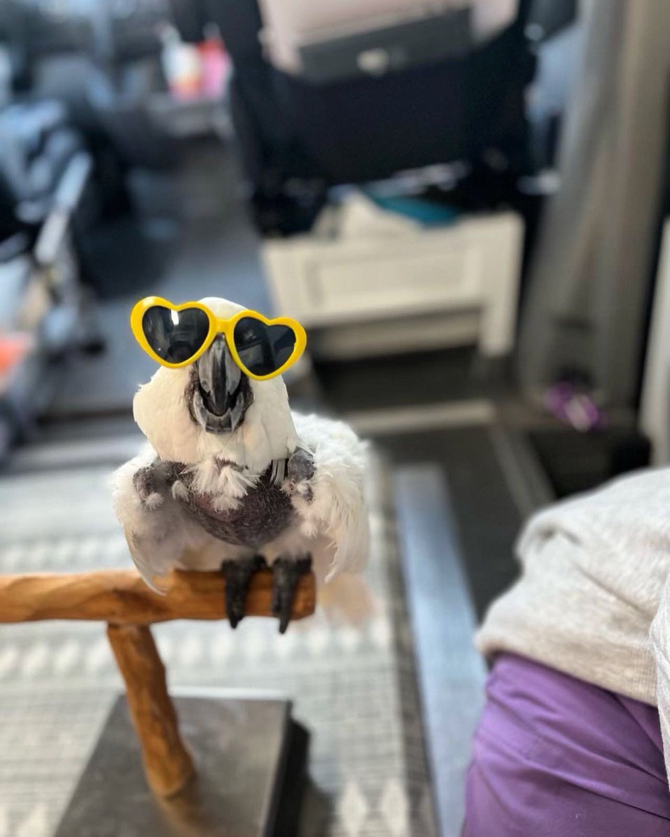 ParrotPlayhous1's tweet photo. YAYYYYYY!!! Victoria Cockatoo has green flags everywhere with her blood work results!! Uric Acid is sailing smoothly at 10.1! #VCStrong #FlockPower https://t.co/LwoeJ0I5PN