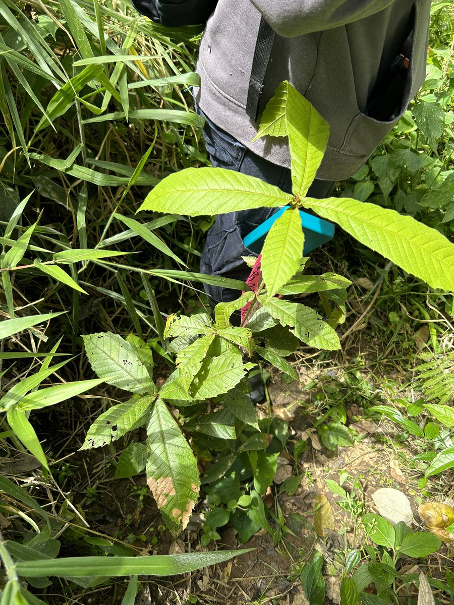 Happy Friday! This month, our research aide Karina worked with <a href="/osaconservation/">Osa Conservation</a> in Costa Rica to collect growth data for over 300 Q. insignis seedlings. We will use this data to determine the best local env conditions for restoring this endangered tropical oak species ☁️🌱