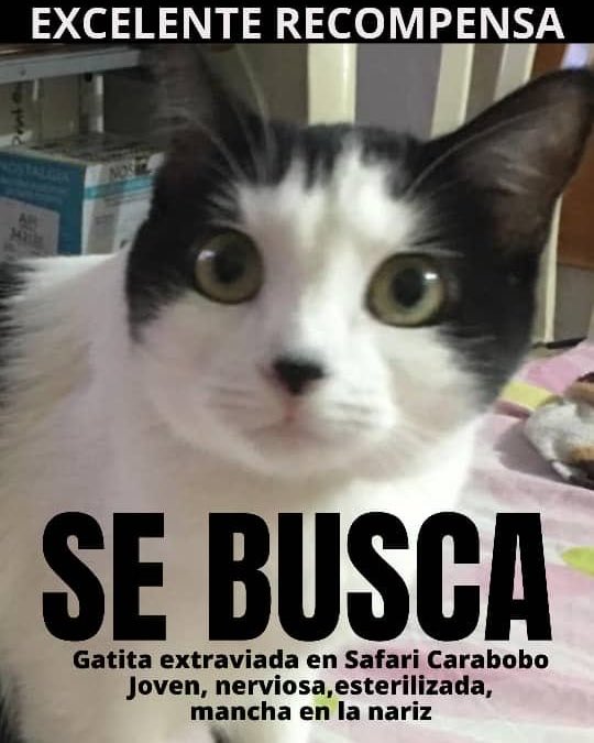 🚨La gata Lulú se entregó para su traslado a:
Luis Pinto 3481110
Ysolina de Pinto
Safari Carabobo # 943
alegan q se escapó porq era salvaje y era una gata casera!!
Pidieron 500$ para la búsqueda, aparte del pago de traslado 2.700$
 <a href="/TarekWiliamSaab/">Tarek William Saab</a>