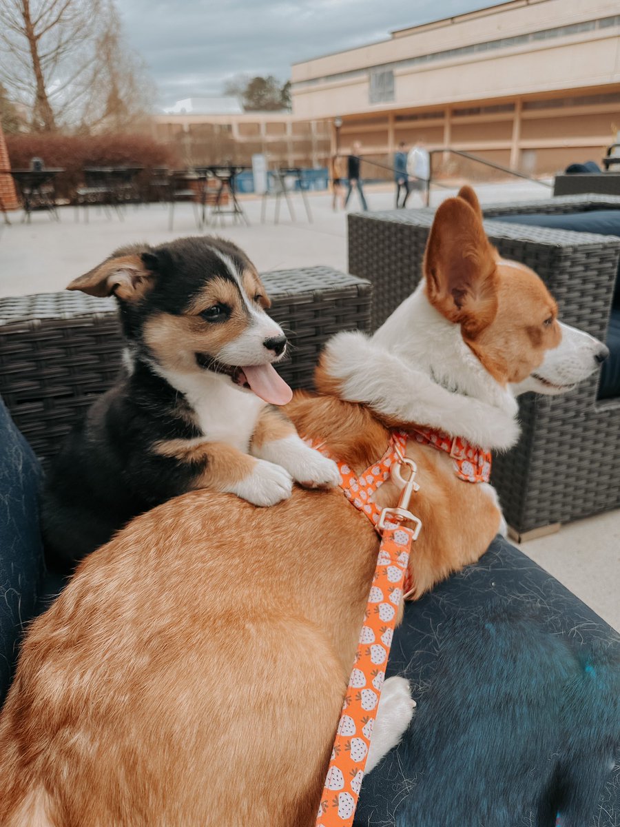 meggsscrambled's tweet photo. Got Arthur a dog, meet Oliver https://t.co/esYTddljrr