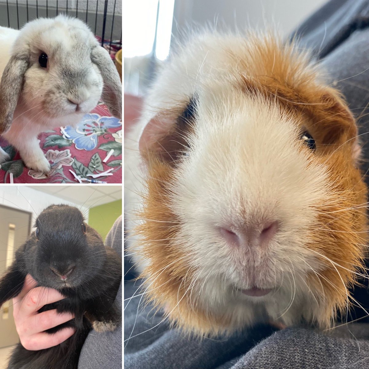 Keri Ferguson (@keriferg) on Twitter photo These pint-sized furry friends are patiently waiting for their new people to come along. Meet Tim Bit, Rosie and Penny. <a href="/HSpeterborough/">Ptbo Humane Society</a> <a href="/CHEXNewswatch/">CHEX News on Global Peterborough</a> <a href="/GlobalPtbo/">Global Peterborough</a> WATCH: globalnews.ca/video/rd/fe885… These pint-sized furry friends are patiently waiting for their new people to come along. Meet Tim Bit, Rosie and Penny. <a href="/HSpeterborough/">Ptbo Humane Society</a> <a href="/CHEXNewswatch/">CHEX News on Global Peterborough</a> <a href="/GlobalPtbo/">Global Peterborough</a> WATCH: globalnews.ca/video/rd/fe885…