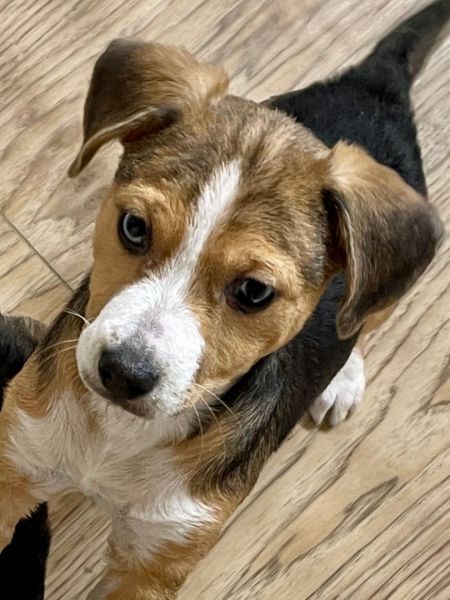 Blue is a charming mutt, who can be found near Madison Heights, MI! Blue is a Beagle / Labrador Retriever mix, who's spirit animal is a kitty cat. #Beagle #LabradorRetriever #mixedbreed #mutt #dogsoftwitter #rescue #adopt #dog #MadisonHeights #Michigan #MI petfinder.com/dog/blue-60101…