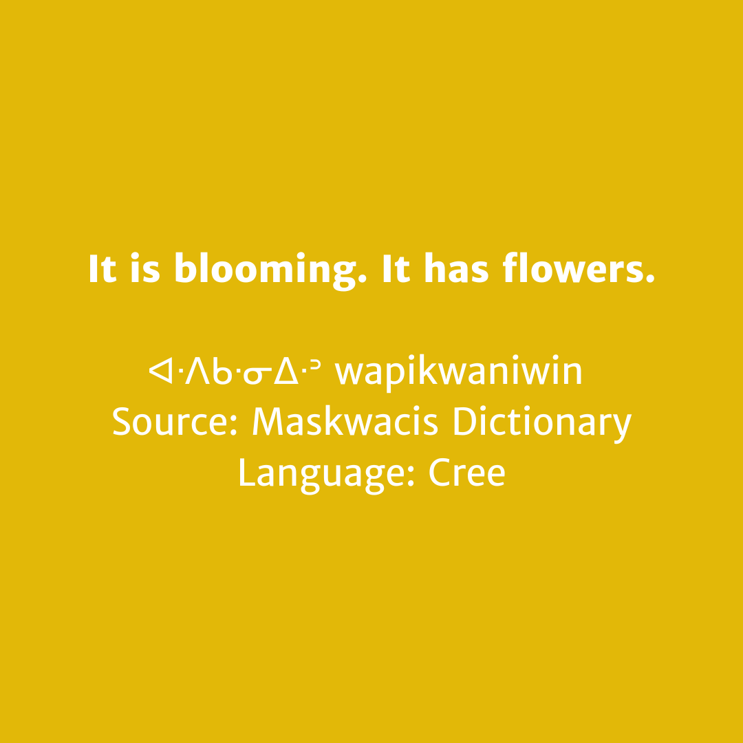 CAPACOA's tweet image. Educating, empowering, and inspiring the next generation of #IndigenousArts Admin Leaders because the arts have the power to shift culture. March 10+11 in Ottawa. Limited spaces, funding available! – email angela.poundmaker@capacoa.ca ✨ @CdnHeritage @CanadaCouncil @ipaaonline
