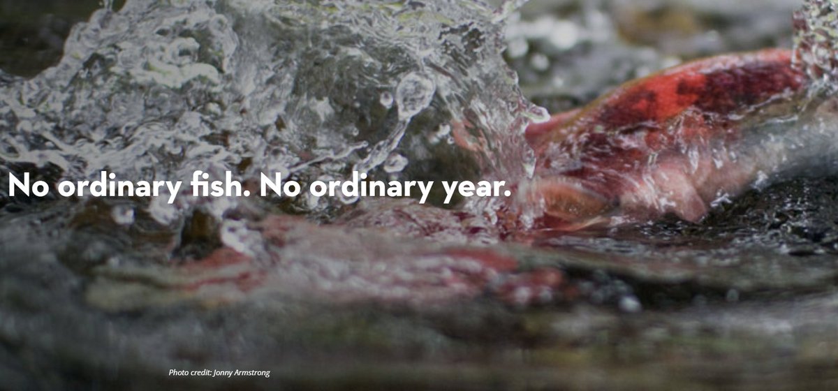 As the International Year of the Salmon wraps up, we've made some changes to our website 🐟 But don't worry - all your favorite content is still available! Visit yearofthesalmon.org to access all of our archives 💙