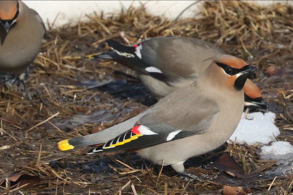 frontrangebird's tweet image. There's Still Time... / March Bird Walk / Save the Date! - mailchi.mp/frontrangebird…