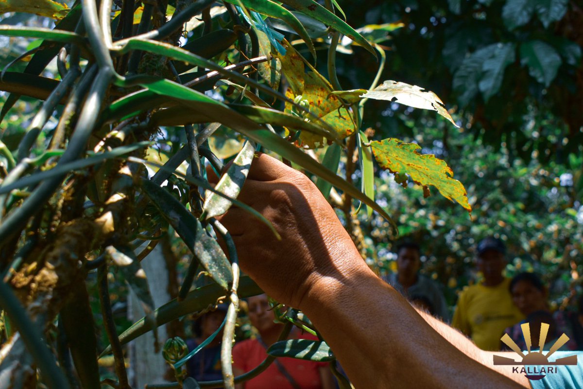 Kallari_ec's tweet photo. En la comunidad de Guinea Chimbana perteneciente a la parroquia Pano, se efectuó la capacitación de Buenas prácticas agrícolas #GIZ 
#Kallari #Biovalor #vainilla #CHAKRA #kallari #produccion #vainilla #producctores #BioValor
#Conservación #Biodiversidad #CadenasDeValor https://t.co/pee5kfW101