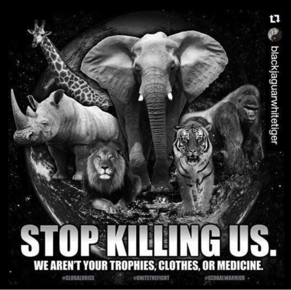 @TrophyXpose @rickygervais @tarastrong @SARA2001NOOR @Lin11W @_Pehicc @DidiFrench @domdyer70 @ZacGoldsmith @ProtectWldlife @PeterEgan6 @_AnimalAdvocate @RobRobbEdwards @VMallarino @LiftForever67 @Cshells33Wells @hilltopgina @ARCrusade @AnonJackAzzz Piece of 💩 Nothing between his ears nothing between his legs 👿🤬🖕#BanTrophyHunting