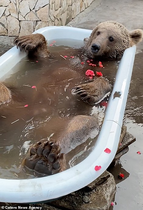 SpanielMasters's tweet image. Double Bubble.... 🛀🐻🛀🐻 @BristolBears Can&apos;t wait for the podcast boys.... @BearsBeyondGate