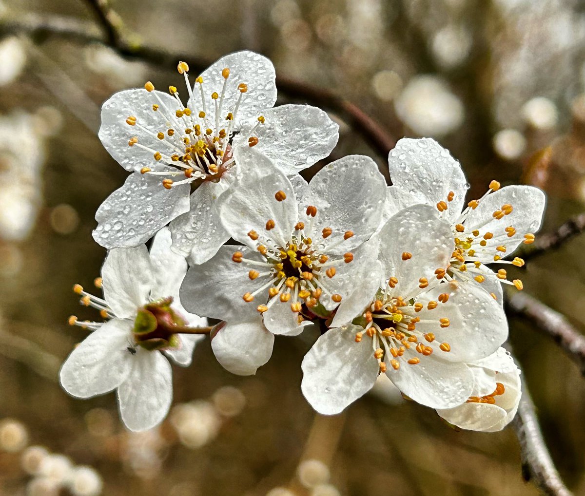 CoLEppingForest's tweet image. First blossoms in #EppingForest…
@bbcspringwatch #signsofspring
