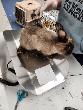 AdoptableBuns's tweet photo. Rabbit #18 is an adult Rex from #ClarksSummit, PA. https://t.co/n6JpquSGFm https://t.co/DMWNBo0eD3