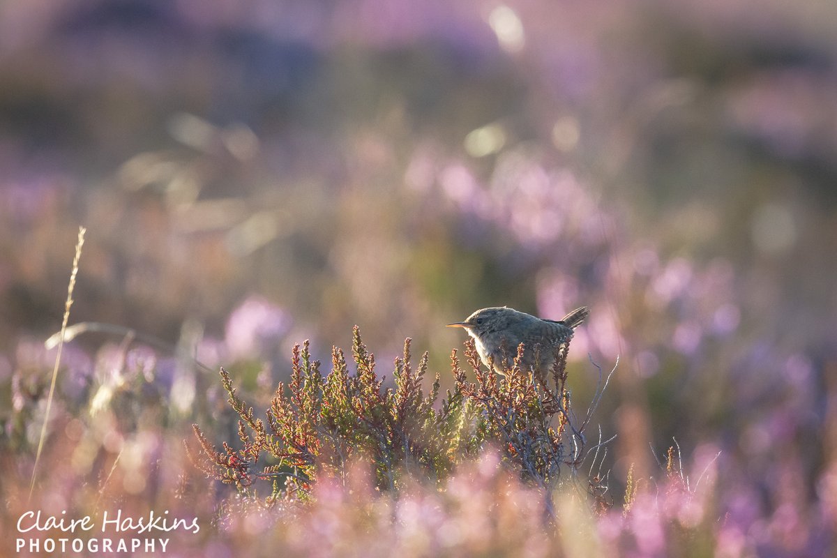 A classic view of Exmoor from last year. Within the heather on Dunkery beacon a little wren (Troglodytes troglodytes) sits and sings

#wren #bird #birdphotography #exmoor #exmoornationalpark #heather #view #somerset #westsomerset #beautiful #scenic