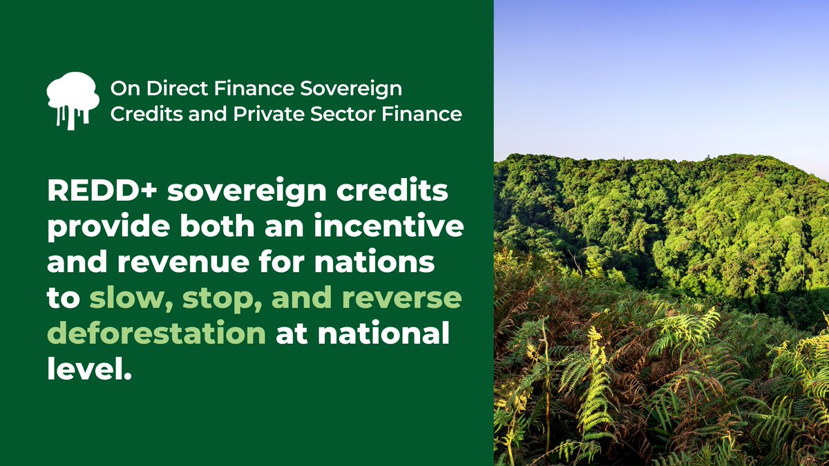 CfRN_org's tweet photo. #DirectFinance is essential to the success of REDD+ in reducing carbon emissions through forest conservation. However, lack of financial support hinders progress. Learn how we're working hard to provide the resources to secure a sustainable future: https://t.co/z3lNtGKAqa https://t.co/DQ4XpWW1Nc