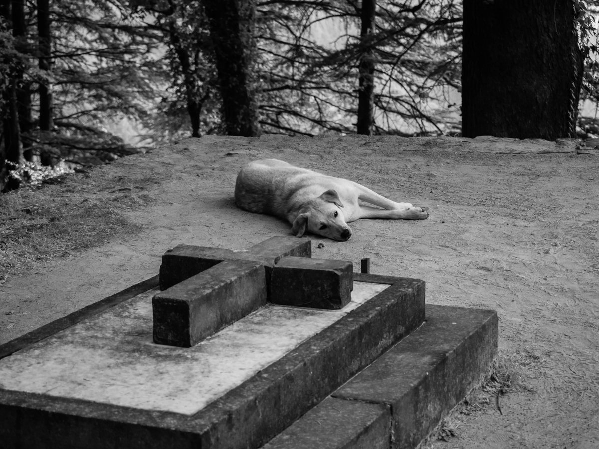 mpix47's tweet photo. When you get a dog, it's a part of your life. 
But for the dog, you are the entire life. 

Emotion, 1/1
0.05 ETH Reserve Price @foundation 
🔗👇🧵

#NFT #photography #NFTphotographers #dogsarefamily #dogs https://t.co/B0zMT0JKHY