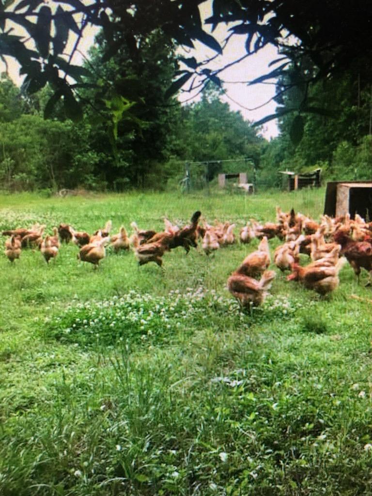 BarceloGardens's tweet photo. We have #freerange #Eggs in #neworleans #Napoleonville #Louisiana 

Check out our store front at 3440 piety st. New orleans la 70126

Or come see us at our market in Napoleonville on Fridays from 11am to 3pm 211 Franklin Ave. Napoleonville LA 70390 https://t.co/2z2n5BEA3w