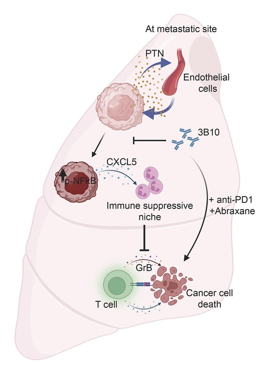 Journal of Experimental Medicine (@jexpmed) on Twitter photo .<a href="/debog93/">Debolina Ganguly</a> <a href="/brekkenlab/">Brekkenlab</a> et al <a href="/utswcancer/">UTSW Simmons Cancer Center</a> find that metastatic #BreastCancer cells thrive in secondary organs by producing pleiotrophin & activating the NF-κB pathway, leading to increased cytokine production, neutrophil recruitment, and T cell dysfunction. bit.ly/3IRSdB9 .<a href="/debog93/">Debolina Ganguly</a> <a href="/brekkenlab/">Brekkenlab</a> et al <a href="/utswcancer/">UTSW Simmons Cancer Center</a> find that metastatic #BreastCancer cells thrive in secondary organs by producing pleiotrophin & activating the NF-κB pathway, leading to increased cytokine production, neutrophil recruitment, and T cell dysfunction. bit.ly/3IRSdB9