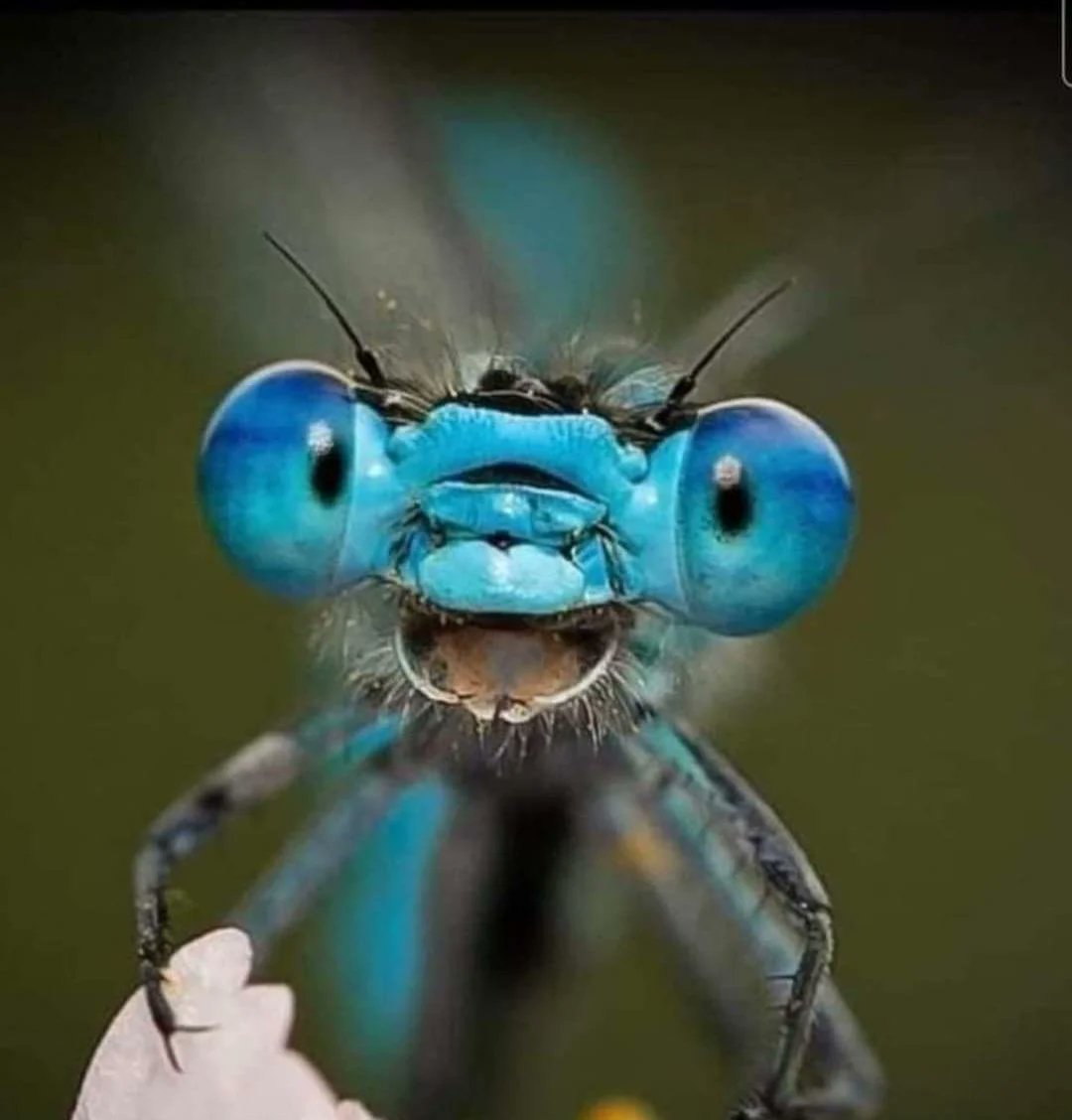 Dianna Hutts Aston tweet media