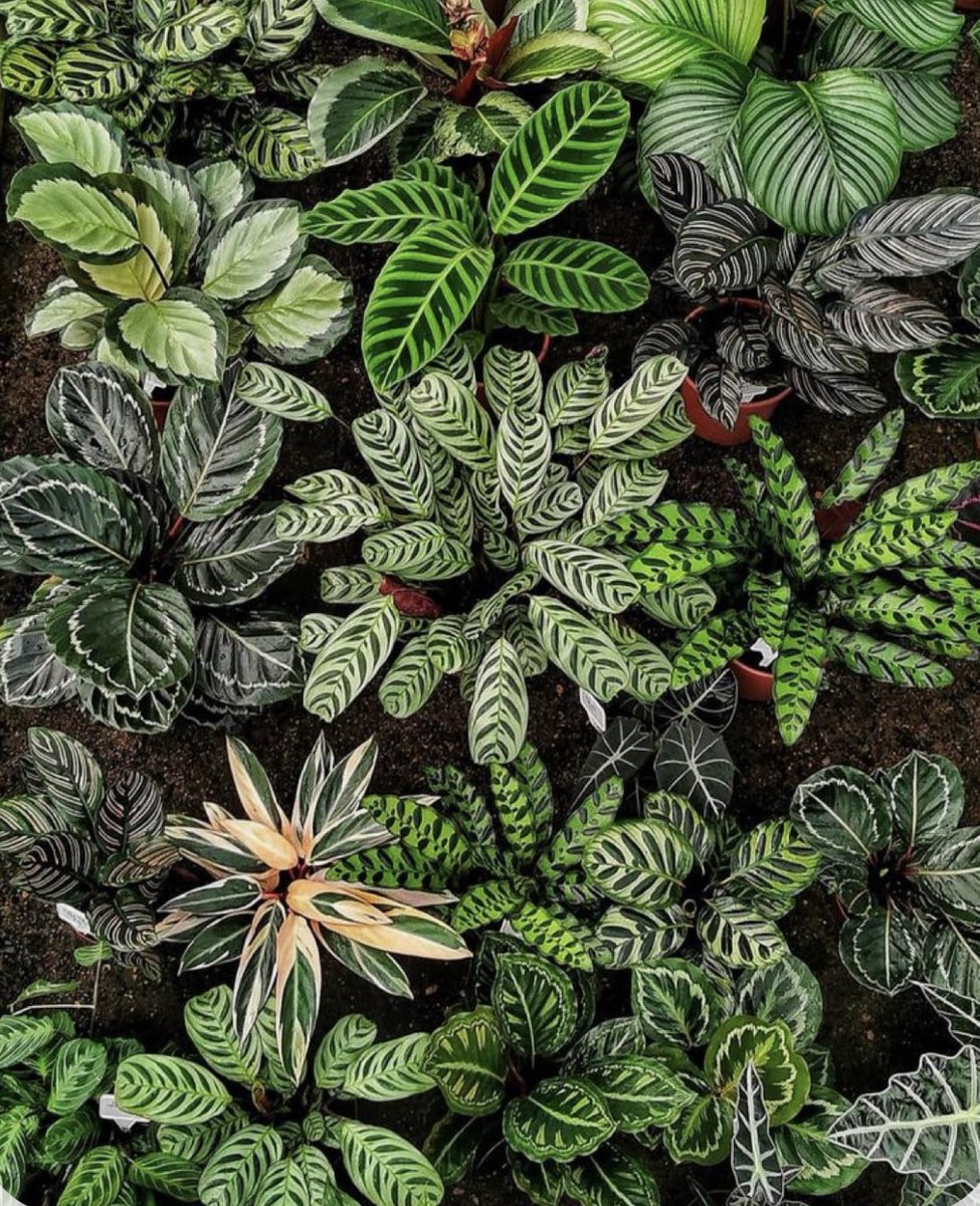 botanybreanna's tweet photo. Calatheas 😍 

So pretty but so moody 🤭❤️🫶🏼 https://t.co/EB0jA7k5dO