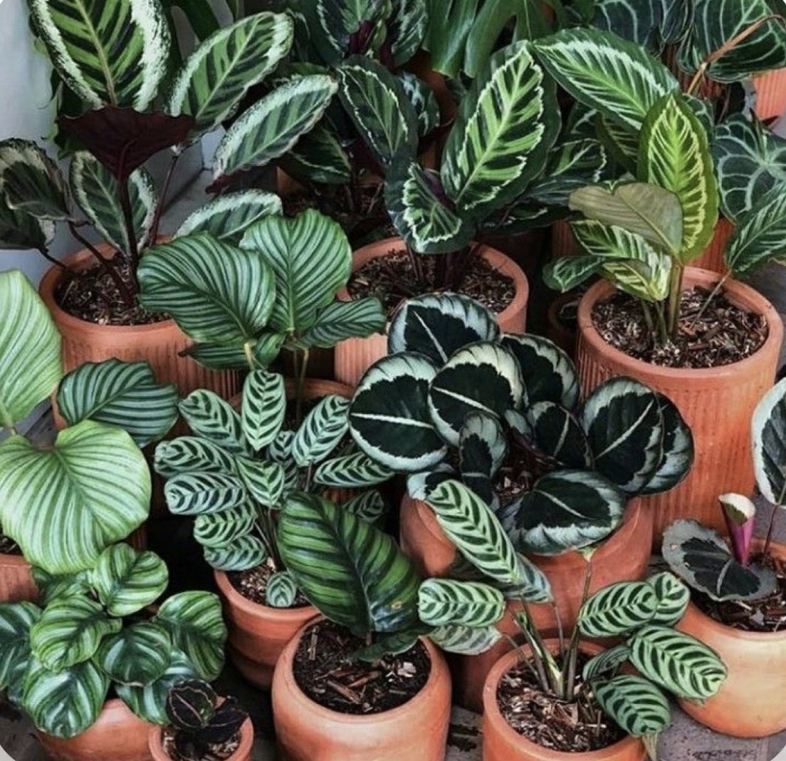 botanybreanna's tweet photo. Calatheas 😍 

So pretty but so moody 🤭❤️🫶🏼 https://t.co/EB0jA7k5dO