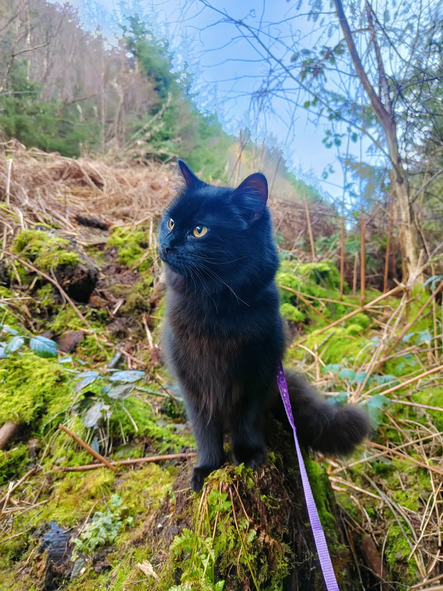 KirstyMartuccio's tweet photo. Of course I'm biased, but she is bloody adorable 😍
#forestfae #catsonleads #CatsOfTwitter https://t.co/Bapxi3E6Ge
