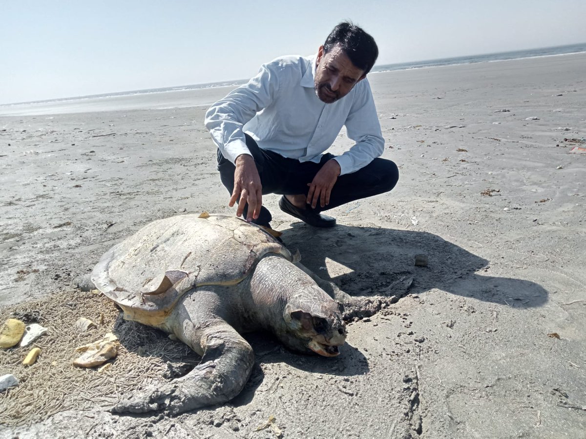 nadeemmirbahar's tweet photo. This depressing image tells; abt greed, behaviours &amp; cruelty towards  innocent #wildlife being targeted for no reason at Karachi, Sindh Coast. #Plastic use &amp; untreated #effluents are unstoppable.

Marine #turtles visit #breeding sites once a year to start a new life but 😭 https://t.co/ZtPLgYTHqw