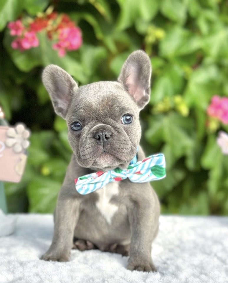 “💙🐶 N A S H 💙🐶”

Tag your Friends 😍😍
Follow @PoeticFrenchies
.
.
#frenchies #puppy #frenchielove #dog #instafrenchie #frenchiepuppy #puppylove #bulldogs #frenchbulldogs #toys #puppiesofinstagram #bulldogsofinstagram #frenchbulldogpuppy #PuppyVideo #CutePuppy