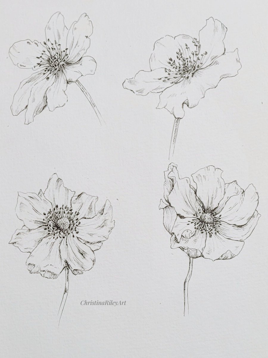 Adding to my lunch time doodles.
Practicing petal curls and trying to be braver with my shading😊

#oxfordartists #inkflorals #art_dailydose #floralinspiration #artforthehome  #inkdoodle #wallartprints #postersandprints #gardeninspiration #flowersfrommygarden #drawingpractice