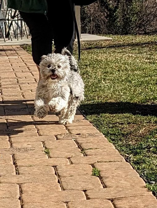 _TimSwift_'s tweet image. A sneak peak at Tucker, the Governor’s new dog. baltimorefishbowl.com/stories/meet-t…