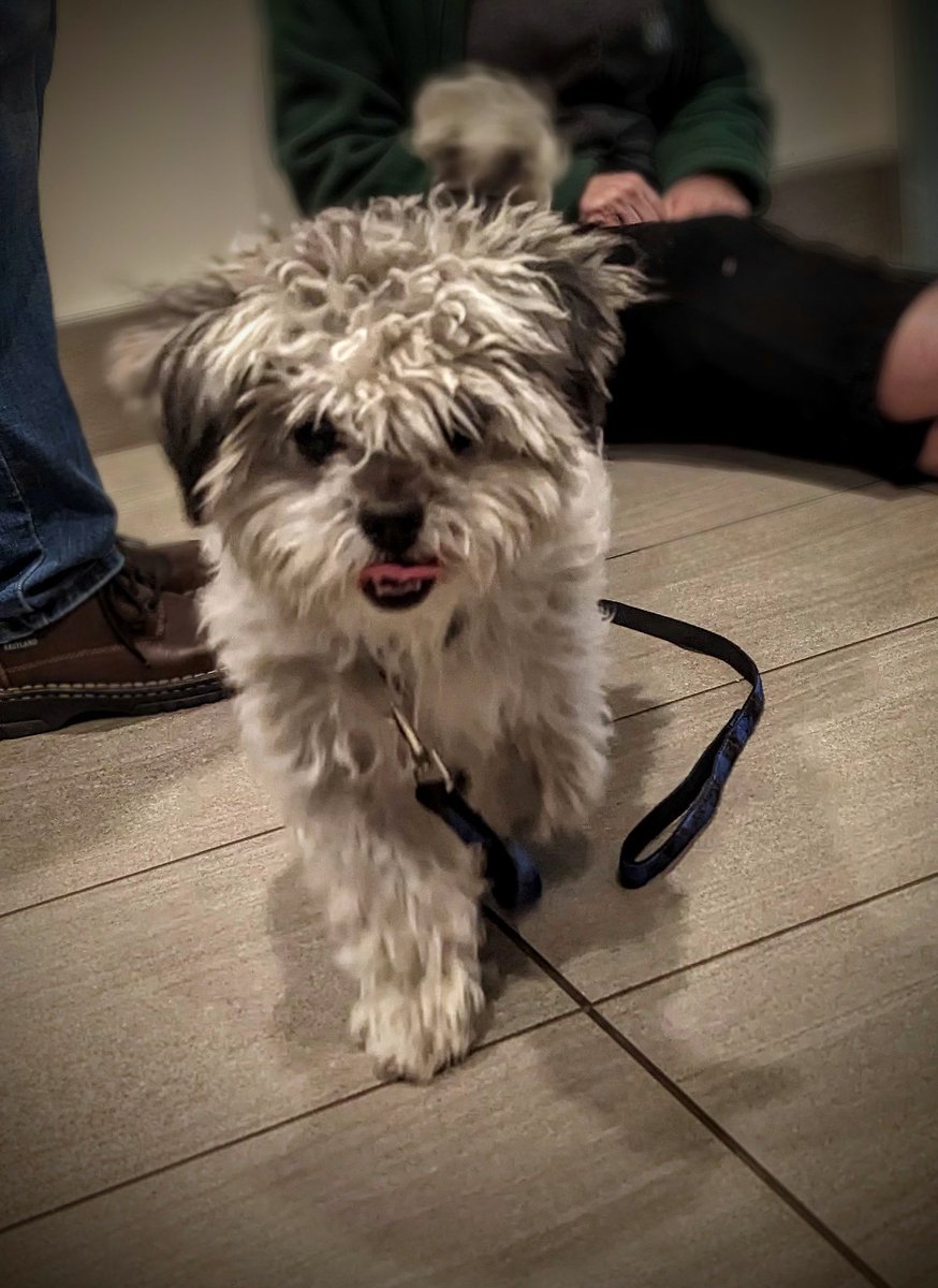 _TimSwift_'s tweet image. A sneak peak at Tucker, the Governor’s new dog. baltimorefishbowl.com/stories/meet-t…