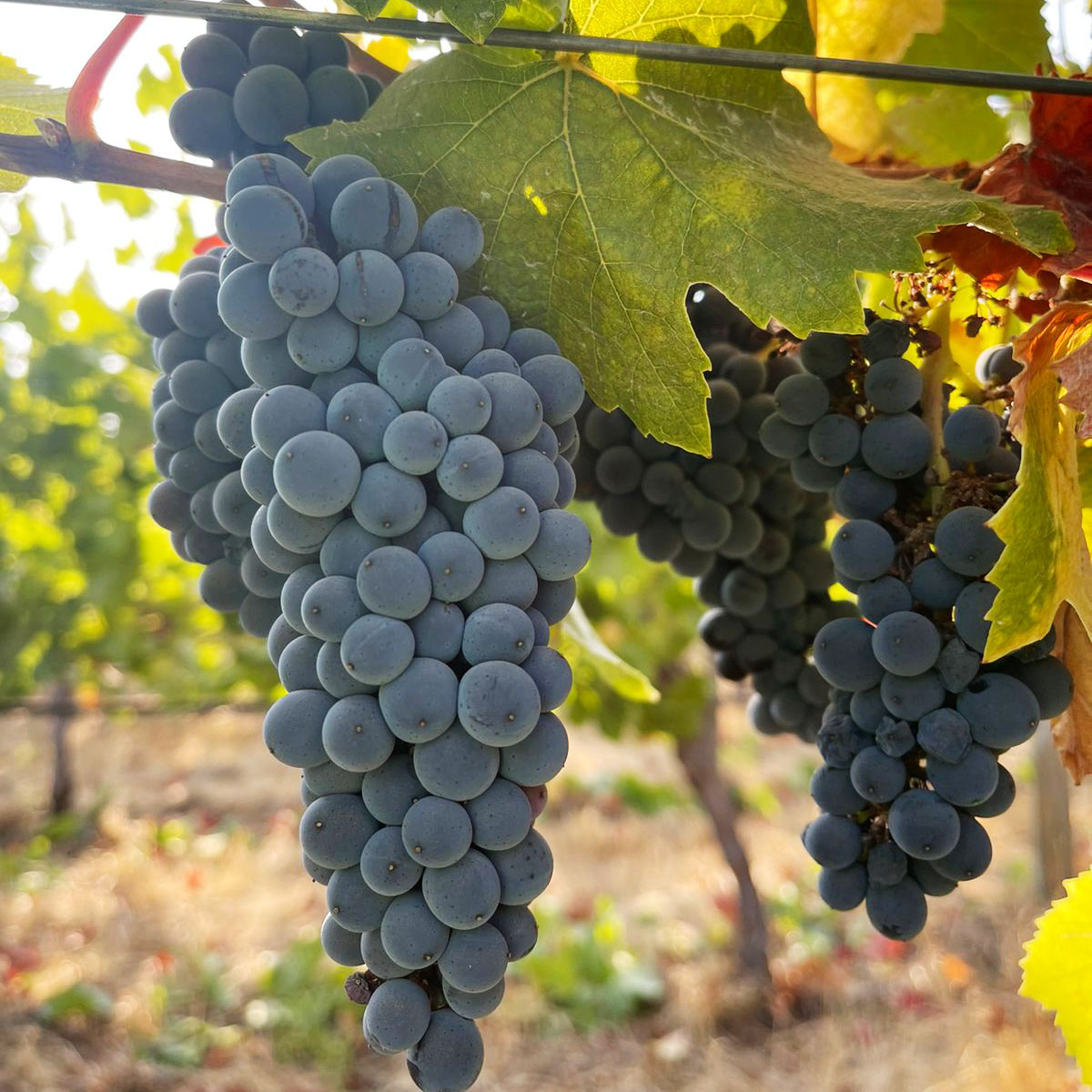 Hoy queremos mostrarles óomo se cosecha una de nuestras variedades preferidas, el Pinot Noir.
La uva Pinot Noir es extremadamente delicada y requiere un cuidado especial durante todo el proceso de producción, pero el resultado final ¡vale la pena! 🍷 

#PinotNoir #FrancoisLurton