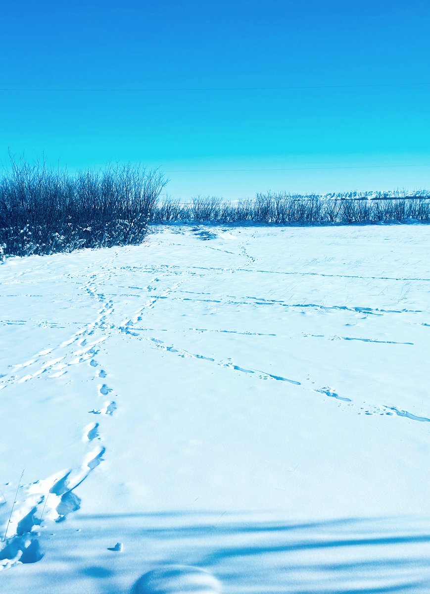 mhuggins_'s tweet photo. Almost -40° with the wind-chill here...

But the Sun is getting higher and all kinds of patterns drew me outside to take a closer look

Is it a sign of good fortune? Maybe...

Doesn't really matter... seeing it was the gift

#touchsnow https://t.co/og2SAZaLWY