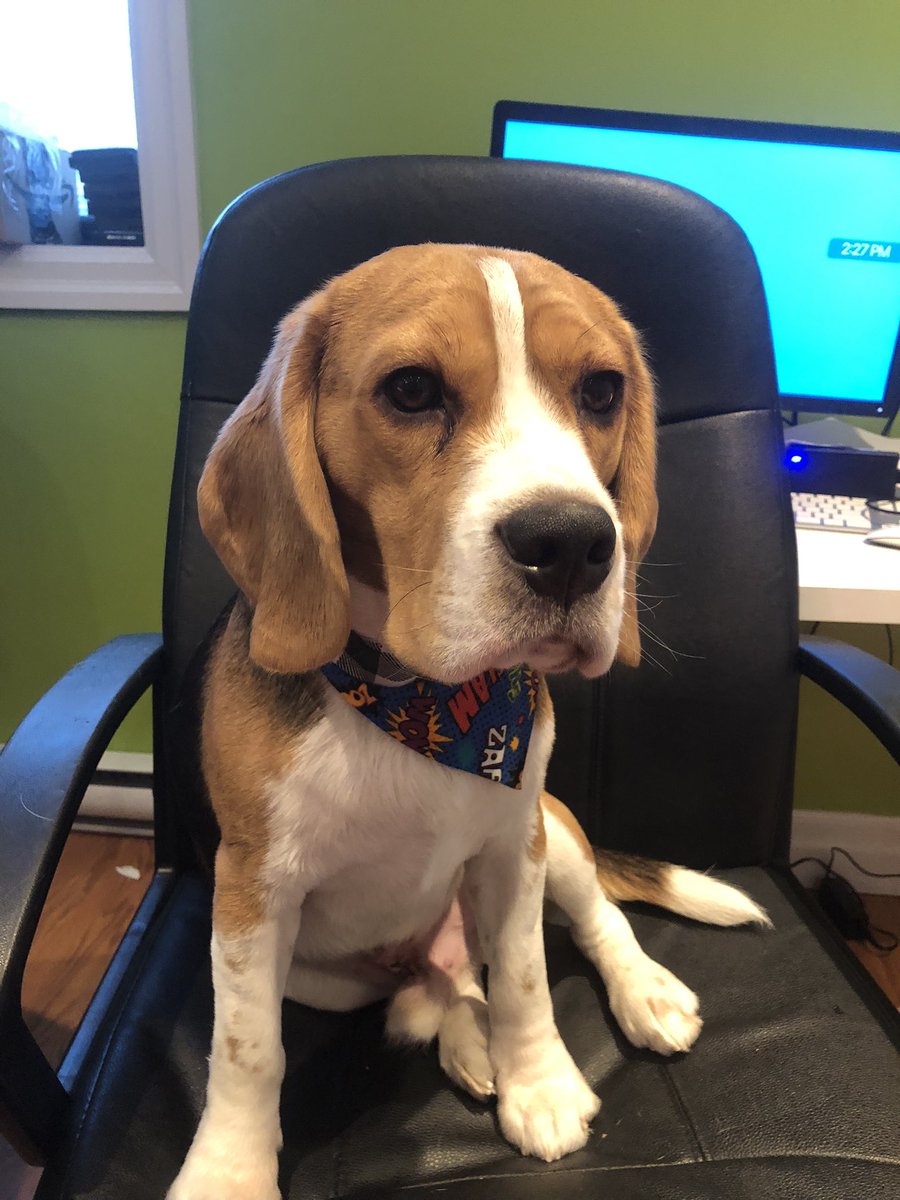 I love my new super hero bandanna.  My mommy is calling me the kibble kid.  Thank you <a href="/CharliePawsUp/">Charlie Boo 💙🐶</a> and <a href="/sadgirlbx/">Cole da Mole on Pawtrol 🐾</a>   I am better now my stitches are finally out and no more cone.  Yahooo🥳