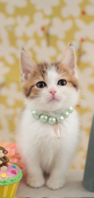 😻Is there a #kitten cuter then me😽😽? #whatstrending https://t.co/hxlptGfcUl<a href="/tag/kitten"class="tags">#kitten</a><a href="/tag/whatstrending"class="tags">#whatstrending</a>