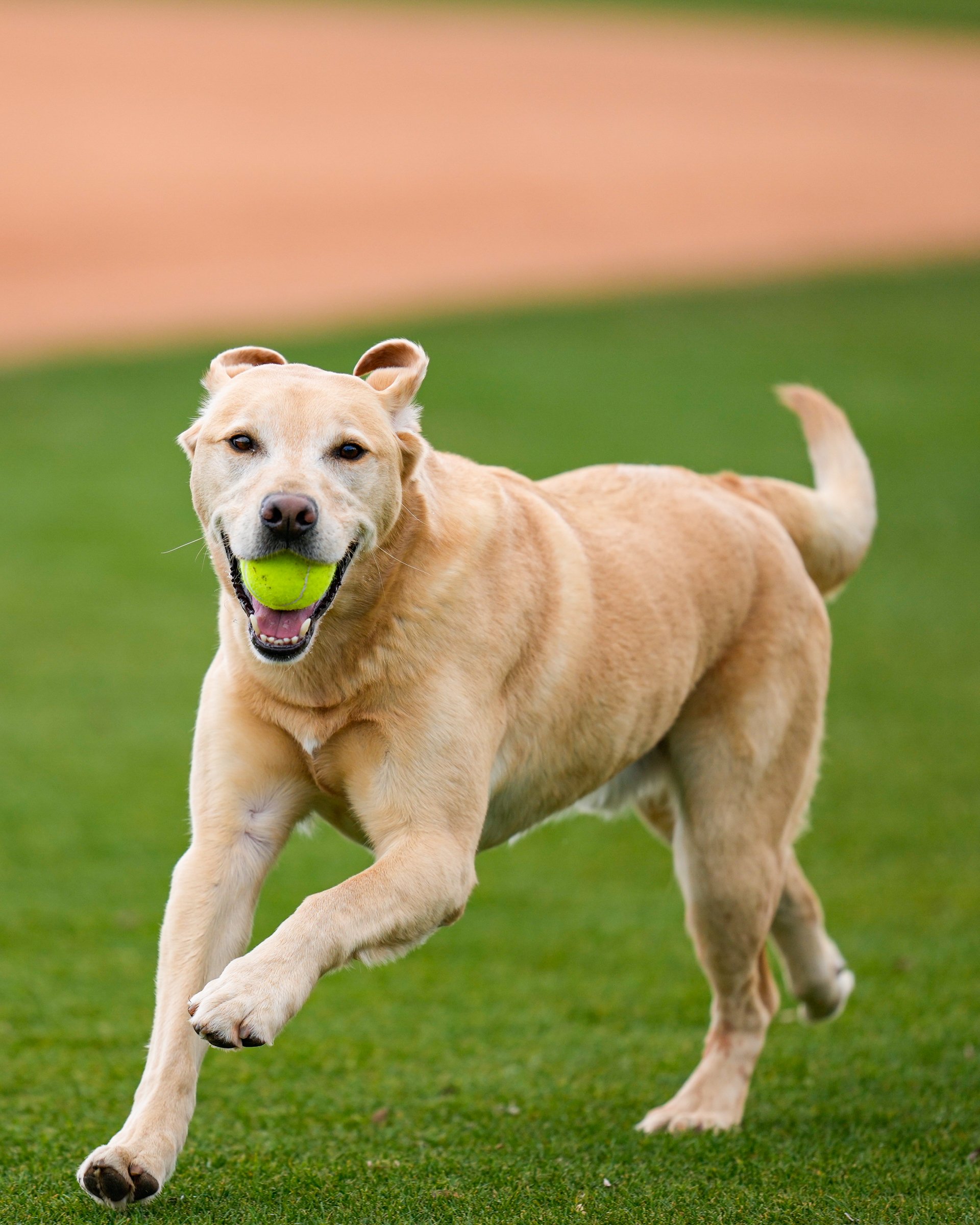 Tucker the Mariners Pup (@MarinersPup) / X