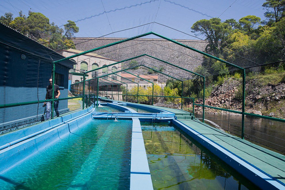 El legislador <a href="/RickyZorrilla/">Ricardo Zorrilla</a>, quien inició el proyecto de ley, comentó: "Queríamos empezar a trabajar un proyecto de ley de acuicultura. Surge por la necesidad que tienen los distintos lagos, productores y universidades de considerar a la acuicultura una producción agropecuaria".