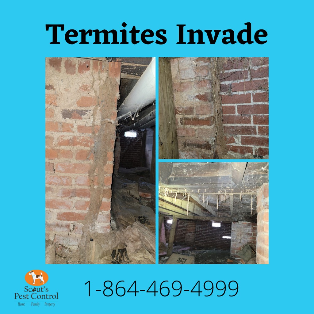 scoutspest1's tweet image. One of the key behaviors of subterranean termites is their ability to build elaborate tunnel systems.

Read more 👉 lttr.ai/8ZNP

#KnowingTermiteBehavior #CrawlSpaceEncapsulation #TermiteControl #TermiteDamage #Termites #BringSwiftRemediation #ThinVaporBarrier