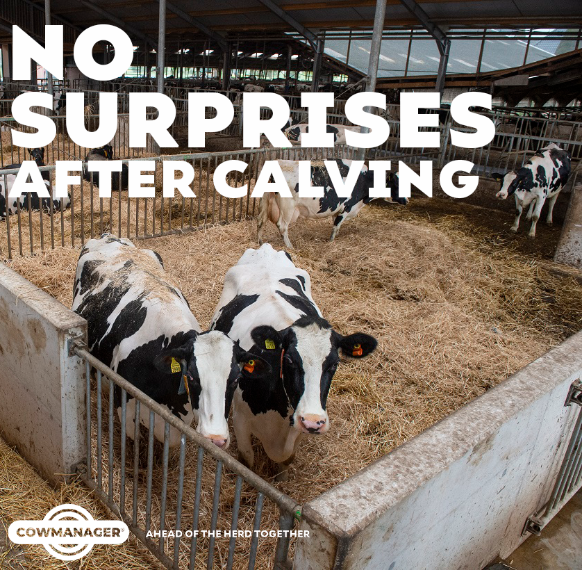 CowManager's tweet photo. With the #TransitionMonitor integrated in the Nutrition Module from #CowManager, underperforming cows are identified early on. 🐄
This way, you can provide early support to minimalize the chances of excessive negative energy balance. 📉📈 - https://t.co/MxitxnJib7 https://t.co/6UIiJU9VrH