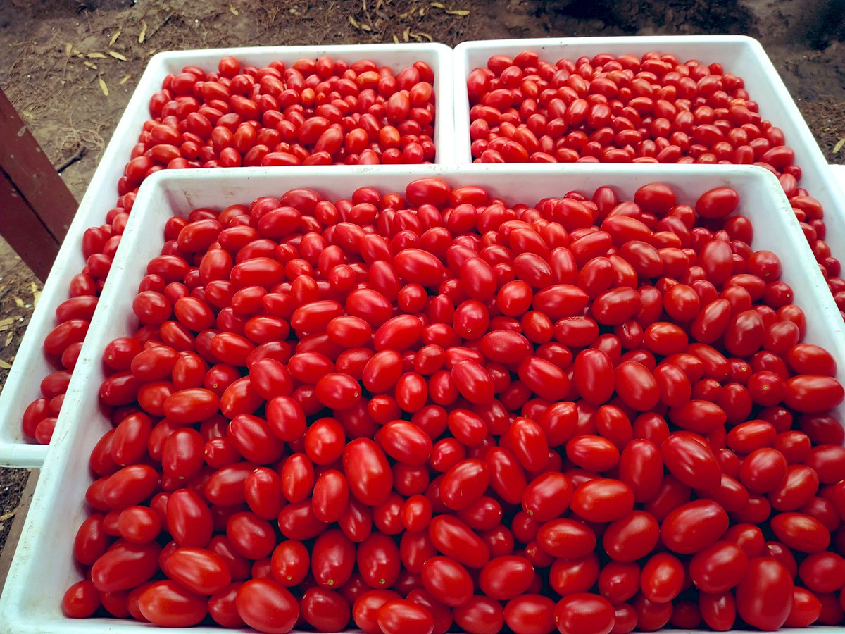 GabrielTonello's tweet photo. @elguisodebagre Lo hice con un grupo de amigos! Tomate Cherry hidropónico, nunca comí uno más rico! En pandemia lo tuvimos que dar de baja por diversos factores! Aún conservo todo para la revancha! https://t.co/CMcGQtopjP