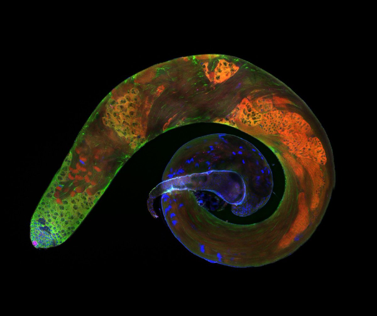 Ending the week on a high! Very happy to have won ‘best 2D image’ in Leeds Microscopy Competition for our image of a fly testis.

@BioimagingLeeds @ScienceLeeds