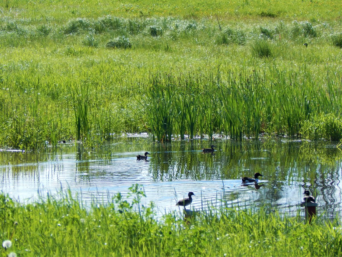 LilsaWater's tweet photo. Green Acreages Workshop: March 21 from 6:30 - 8 PM @ the Onoway Heritage Centre and Museum. 🌱

Learn how to evaluate your acreage, manage and improve it, map assets as well as access $ to help with a stewardship project >https://t.co/nwhJWWN8vW

@landstewardship  
@lsacounty https://t.co/JUaTw0em5Q