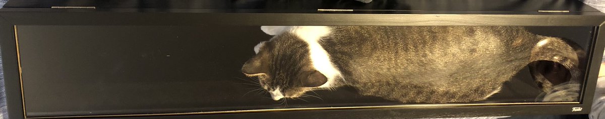 Funking_Around's tweet image. Am i doing it right ? ⁦@OriginalFunko⁩ I think #sheunderstoodtheassignment  #ifits 😹 #funko display came in clutch for Nessa