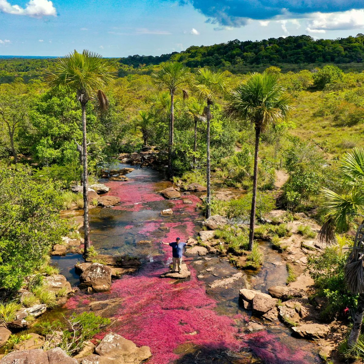 Este es #CañoSabana en el #Guaviare! Porque en la Serranía de #LaLindosa también se encuentra la planta acuática que se puede observar en #CañoCristales. La razón: el origen geológico y natural común de las Serranías de La Lindosa (en el Guaviare) y #LaMacarena (en el Meta).