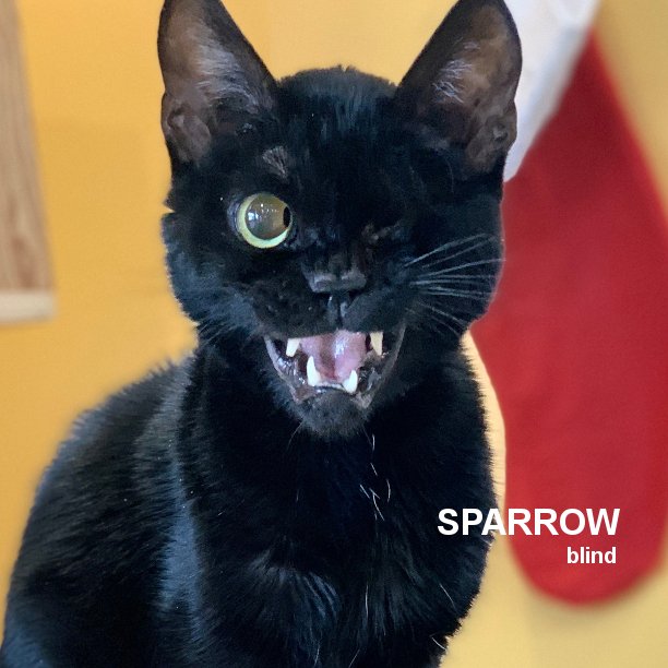 BLACK FRIDAY CAT! Sparrow is 9 years 1 month-old and very affectionate with people. He loves attention and pets. Sparrow would prefer to be an only kitty, or he'd be fine with an older cat that keeps to #snapcatsnetwork #specialneedscats #snap_cats #specialneedsrescue #lukiehouse