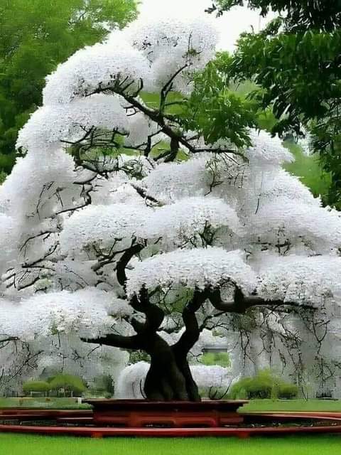 rogeliomtz75's tweet photo. Cerezo blanco de Japón, 😍 https://t.co/cZbVQ3Z9N8