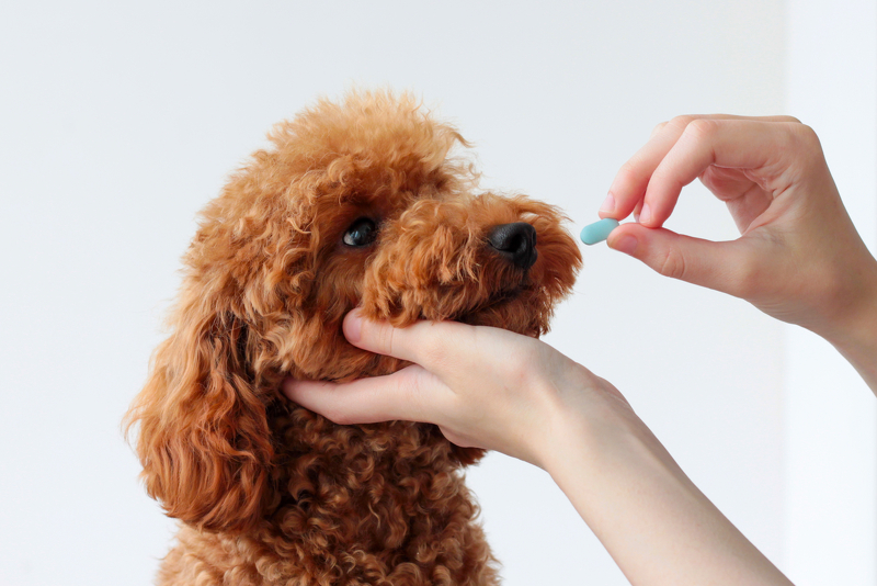 PetPawlooza's tweet image. Dogs can be the best friends of humans. They are loyal, loving, and playful. But when it comes to taking medicine, many dogs can be incredibly stubborn. It's like they know what you're trying to do and refuse to take the pill. #bondingwithdogs

petpawlooza.com/medication-mis…
