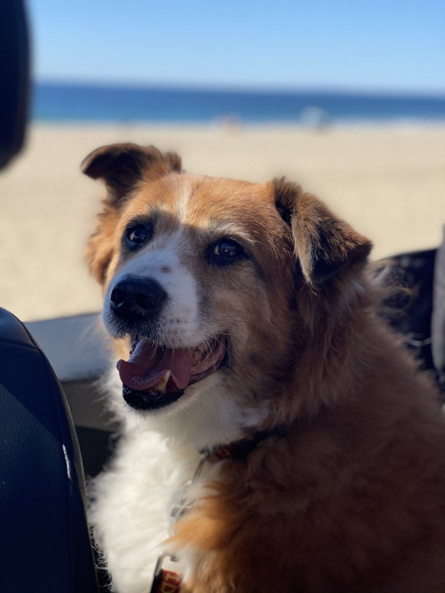 joannaduff's tweet photo. One of my fav photos of her. Malibu woofs 💕 we were on a little staycation and had a nice little drive to the beach one morning and sat and looked at the waves together. I ended up in the same spot a few weeks ago when I went for a drive up the coast. I miss you my girl 🐾🌈 https://t.co/qo5Of4iwIi
