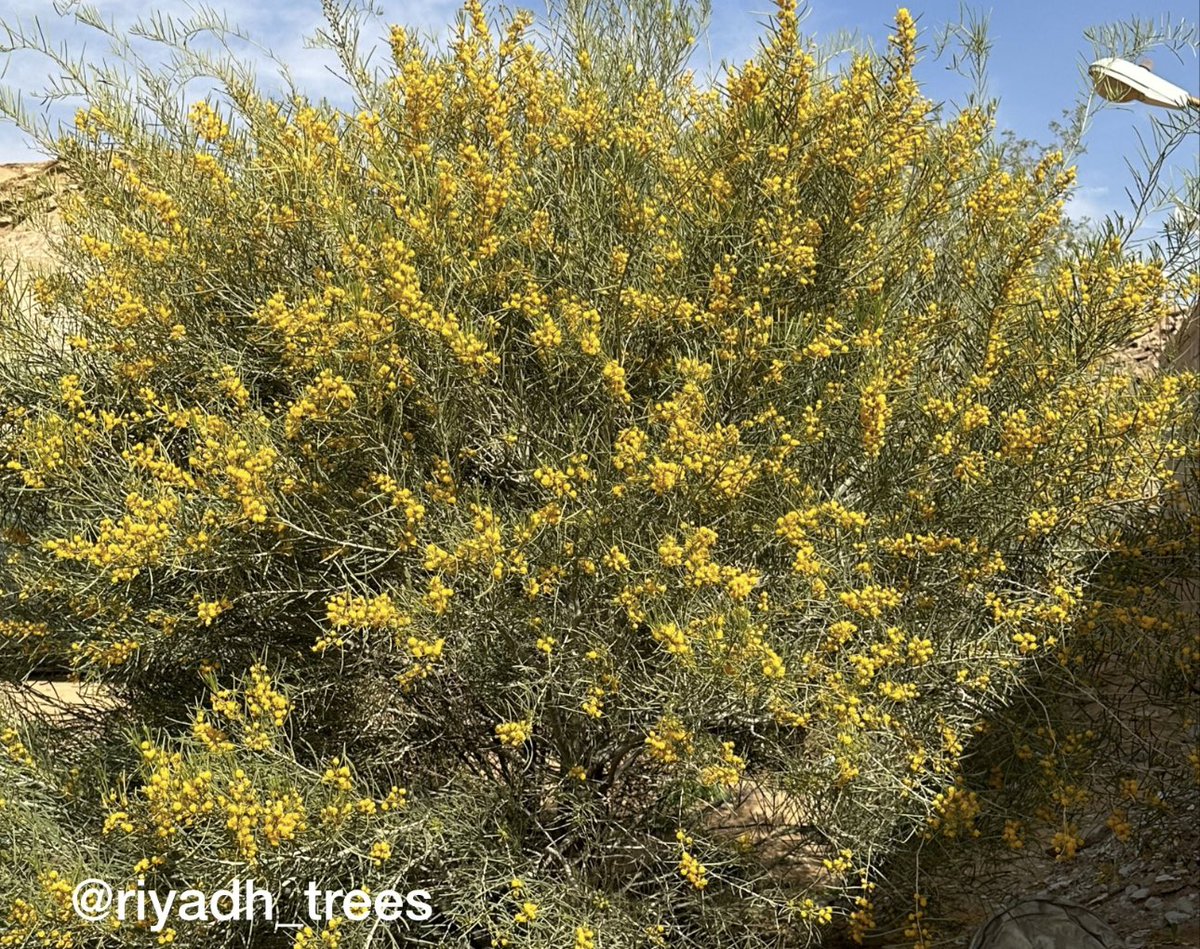 زهور الطلح الاسترالي سكلوسبرما 
  Acacia sclerosperma