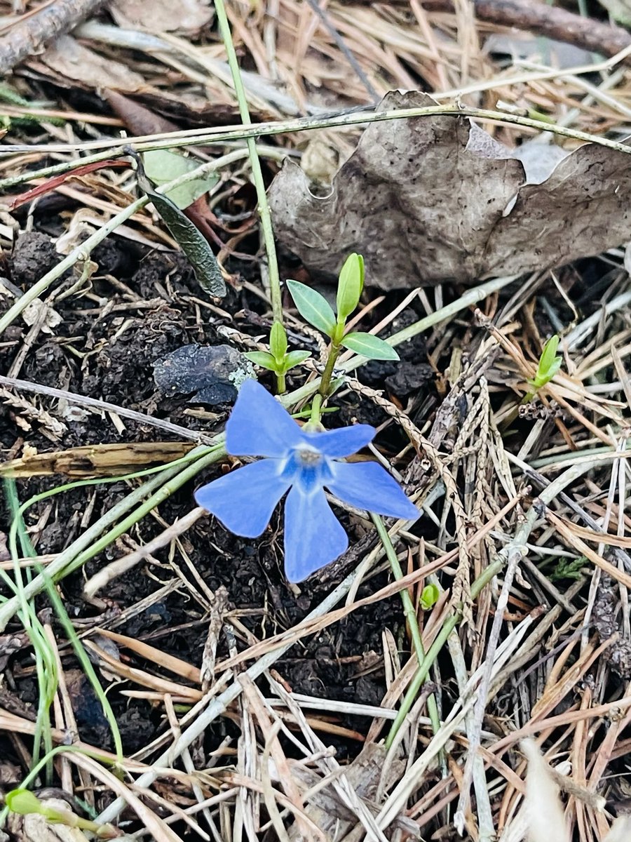 Debmitch63's tweet image. #springinvirginia #spring #signsofspring