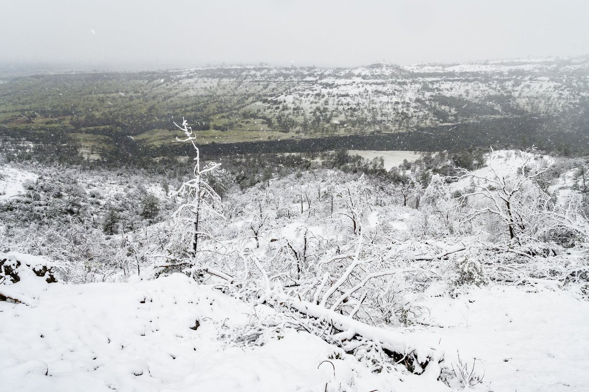 JasonHalley_CSU's tweet image. A winter storm brought snow just east of Chico above Peregrine Point on the south rim of Upper Bidwell Park. #CaWx #Winterstorm #ThisIsChico