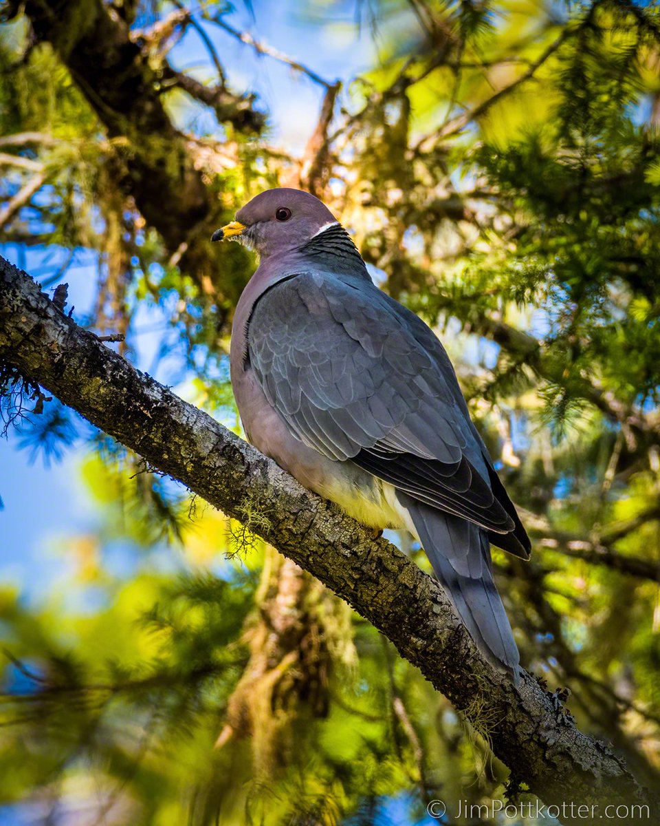 HappyPixr's tweet photo. I like pigeons and spent hours roaming forest trails and roads looking for this Band-tailed variety. They are often confused with the introduced Rock Pigeon, but this one is native to West Coast forests and mountains of the southwest. #birds #nature #wildlife #NaturePhotography https://t.co/cJc3CEd12I